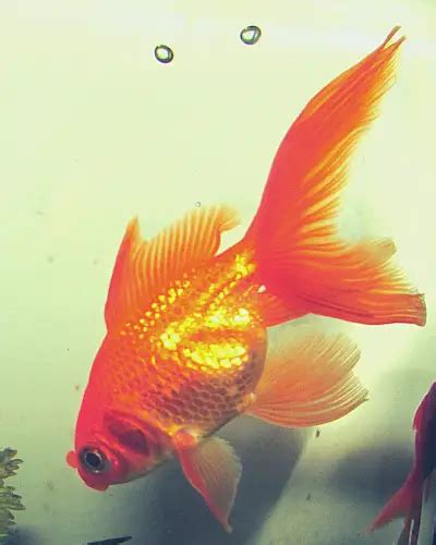 Veiltail Goldfish Care Guide Tank Size Food And Lifespan