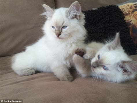 I cover everything you need to know about living with one of these rare breeds and tips. Gold Coast woman Jackie Moreau inspired to open region's ...