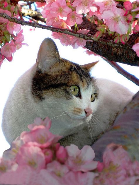 Lifes Little Treasures Cybergata Sakura Cat By Tanakawho On Flickr