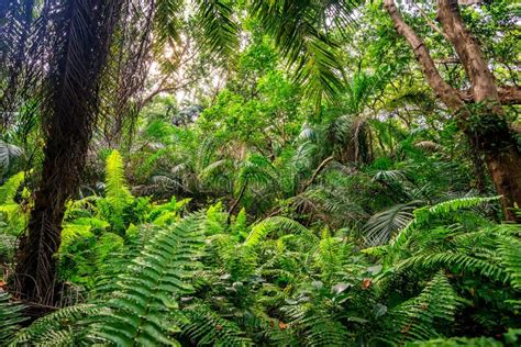 Scenic View Of Rainforest With Ferns Stock Photo Image Of Green