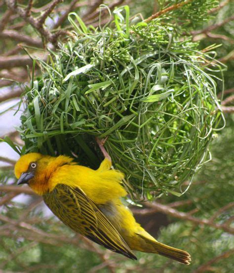 Weaver Bettysbaai Western Cape South African Birds Finches Bird