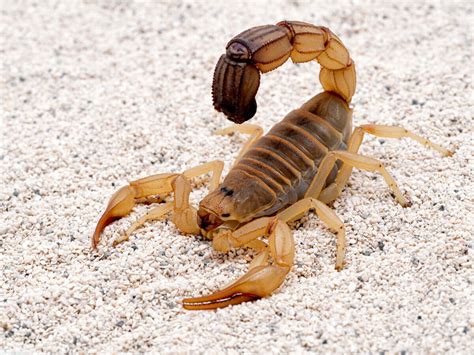 Como Os Escorpiões Se Reproduzem