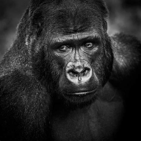 Unbelievable High Contrast Bandw Photos Of African Wildlife By Laurent