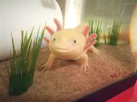 Small fish like livebearers and tetras will eventually end up as a meal. What Are Axolotls and Why Am I Suddenly Obsessed ...