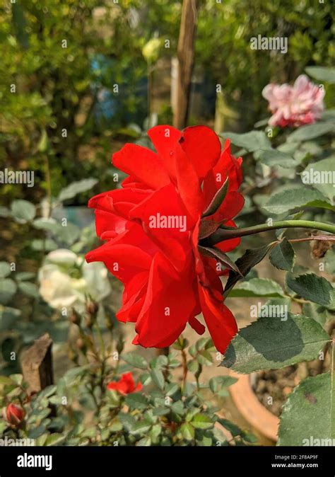 Floribunda Polyantha Hi Res Stock Photography And Images Alamy