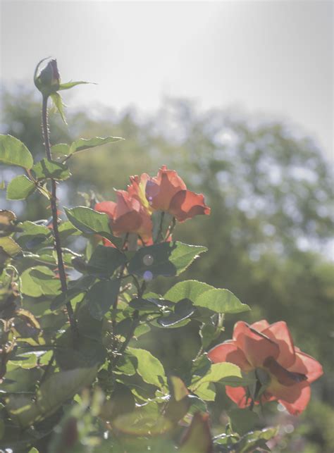 Rose & blossom started in spokane in the flowers were delivered very quickly and looked exactly as the picture on their website. Skye Photography Images taken at Manito Park, Spokane, Wa ...