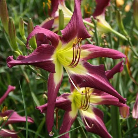 Purple Many Faces Daylily Oakes Daylilies