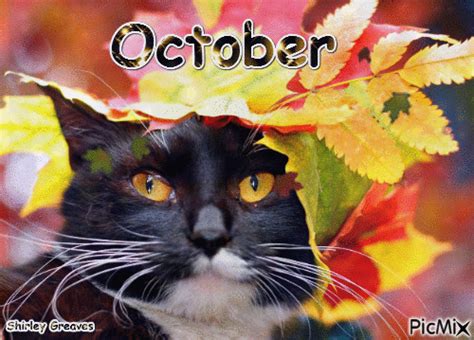 Cat October Picmix