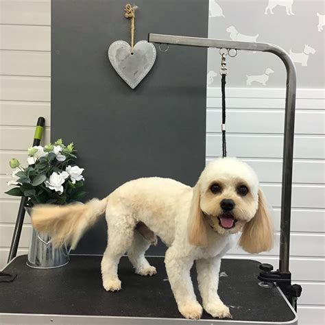 👑👑👑 FURRY TAILS 👑👑👑... - Furry Tails Dog Grooming Northwest