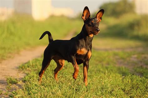 Miniature Pinscher Dog Breed Guide Info Pictures Care And More Pet Keen