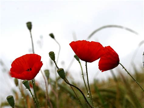 44 Red Poppies Wallpaper