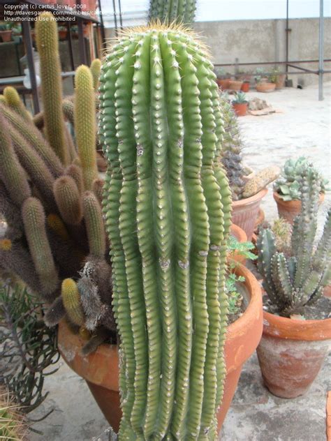 Not only does the saguaro provide food for its desert companions, it also is a home for some of them. PlantFiles Pictures: Neobuxbaumia Species, Cone Cactus ...