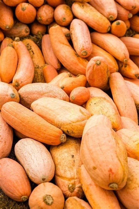 Maybe you would like to learn more about one of these? Squash Winter Pink Banana Jumbo Non GMO Heirloom Vegetable ...