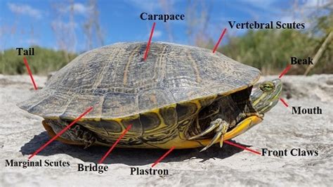 Which to choose as a pet? How Can You Tell if a Turtle is Male or Female? - The ...