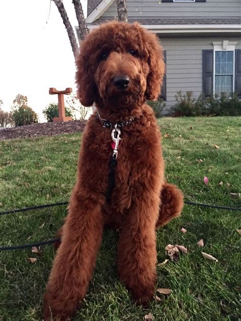 There are some health concerns to be aware of like allergies, bladder infections, cataracts and other eye diseases, and patellar luxation. 11/2016. Simon's first haircut! Red standard poodle ...