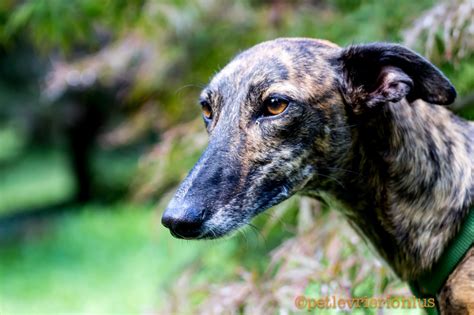 Перевод слова greyhound, американское и британское произношение, транскрипция, словосочетания. Save the Greyhounds & Galgos of Portugal | Pet Levrieri ...