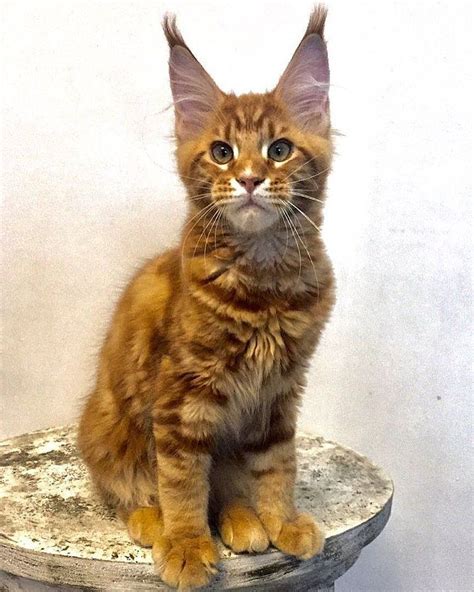 (for maine coon cats and kittens) #mainecoon #mainecooncatsandkittens. Pin on Maine Coon