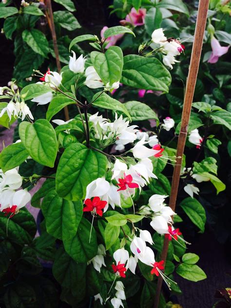 Check spelling or type a new query. Bleeding Heart Vine-how to grow care guide: https://www ...