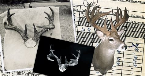 Bandc Worlds Record Typical Coues Whitetail Deer Boone And Crockett