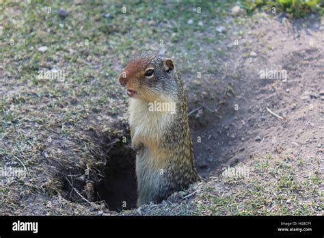 Ground Squirrel Hole Hi Res Stock Photography And Images Alamy