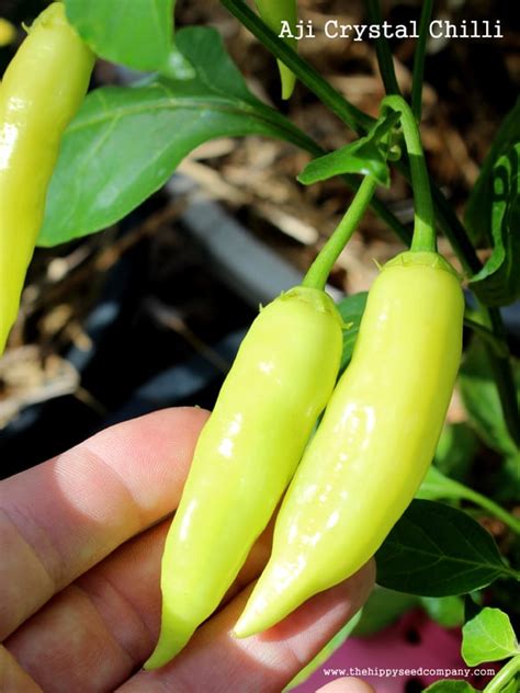Aji Crystal Chilli The Hippy Seed Company Your Chilli Seed Experts