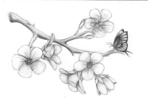 Cherry Blossoms By Solie Solie Pencil Drawings Of Flowers Flower