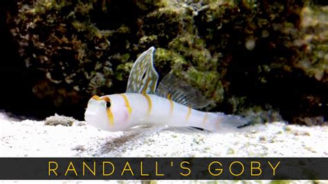 The Randalls Goby Youtube