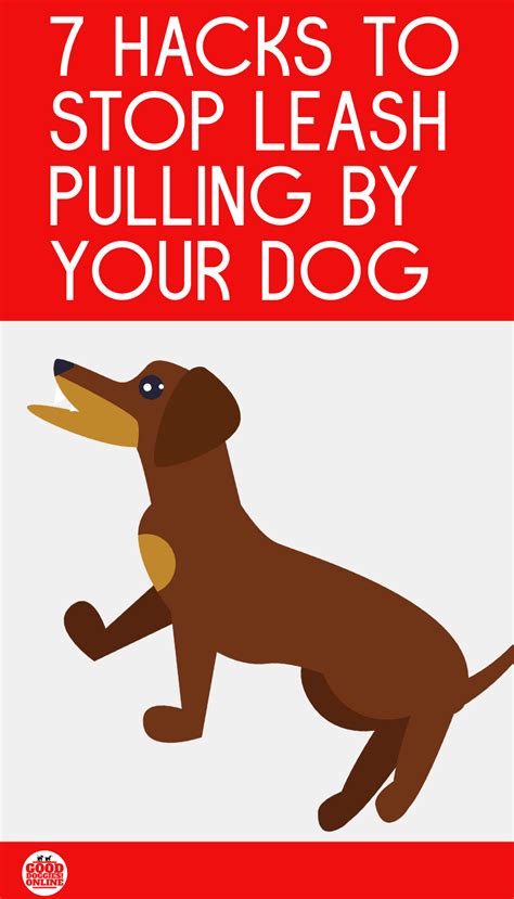 How to stop your dog from eating everything. How to Stop Dog From Pulling on Leash | Leash Training ...