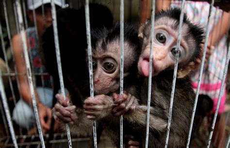 My favorite animal is a panda and lion. Illegal Wildlife Trade Flourishes Online in Indonesia
