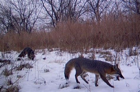 Foxes Internet Center For Wildlife Damage Management