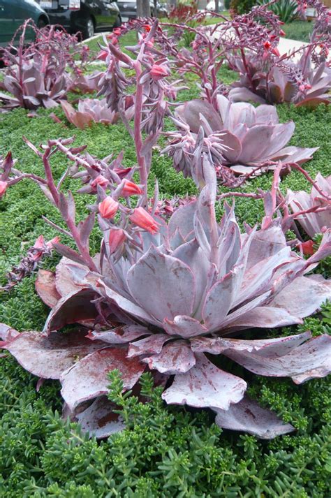Water a christmas cactus with care. Echeveria Afterglow. That's some alien-looking plant right ...