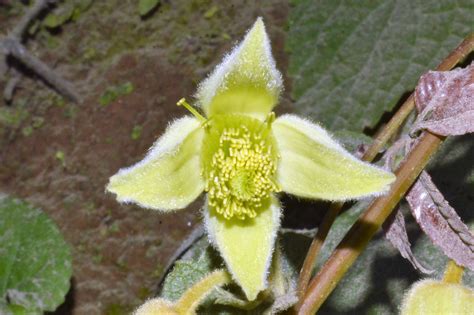 We did not find results for: Clematis buchananiana - efloraofindia
