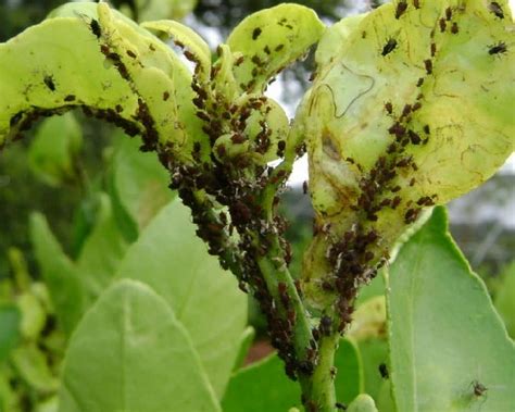 11 Most Common Lemon Tree Pests Identification Control Pretty