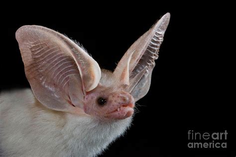 Hemprichs Long Eared Bat Photograph By B G Thomson