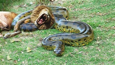 Snake Vs Lion Real Fight BIG Battle In The Wild Snakes Eating Big