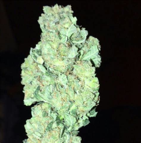 Cotton Candy Aka Cotton Candy Kush Weed Strain Information Leafly