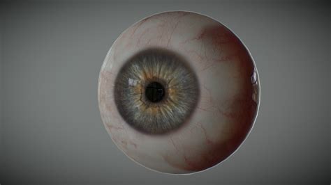 Realistic Human Eye Download Free 3d Model By Alexander Antipov