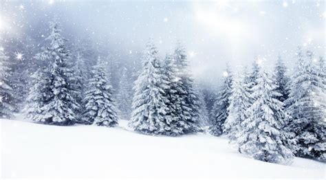 Snow Covered Pine Trees And Landscapeb Matt Castrucci Honda