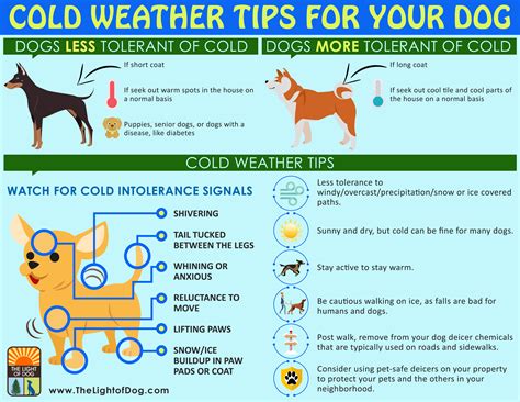 Cold Weather Tips For Your Dog The Light Of Dog