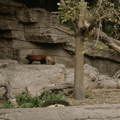 Happy Red Panda GIF by San Diego Zoo - Find & Share on GIPHY