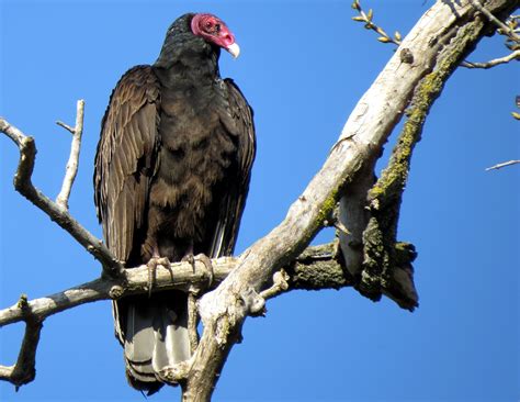 Meet The Turkey Vulture — Sacramento Audubon Society