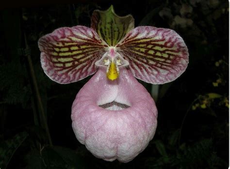 Wow What Big Eyes Funky Flowers Orchids Rare Flowers Strange