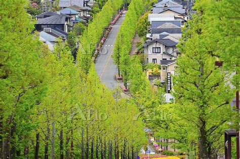 京都府 桂坂 新緑のモミジバフウの並木道 125954486 の写真素材 アフロ