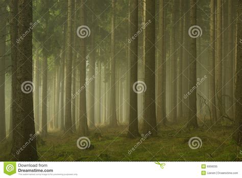 Forest In Fog 01 Stock Image Image Of Nature Trees Beam 6956035