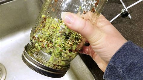 How To Grow Sprouts In A Mason Jar Zero Waste And Raw Vegan