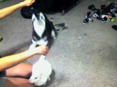 Running/jogging with husky puppy mon feb 13, 2012 10:05 am. Husky Puppy's first day meeting our bunny rabbit, Noel ...