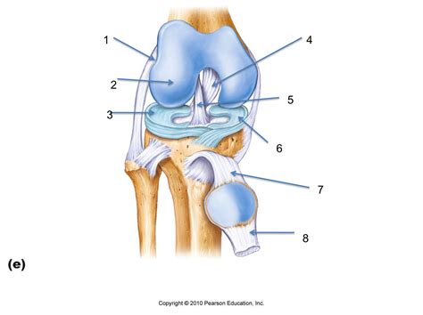 To connect and transmit mechanical force. Knee Joint - Anatomy & Physiology 507 with Lockwood at University of New Hampshire - StudyBlue