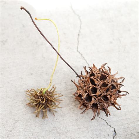 Most relevant best selling latest uploads. Monkey Ball! (Fruit of sweet gum, or liquidambar) | Flickr ...