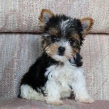 Puppyspot at first glance appears to be responsive. Yorkshire Terrier | Puppies for sale | PuppySpot ...