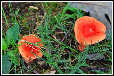 Red Mushrooms In Yard